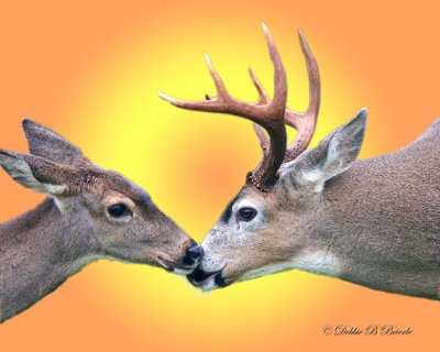 Kissing Deer