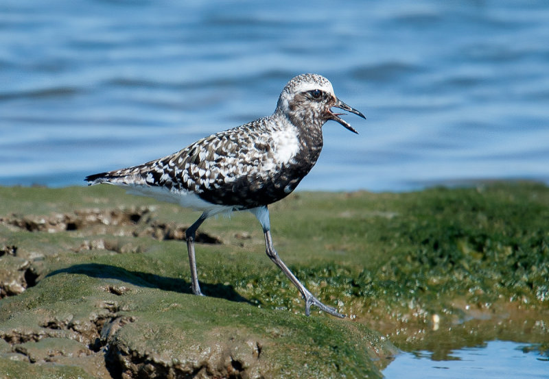 black bellied plover