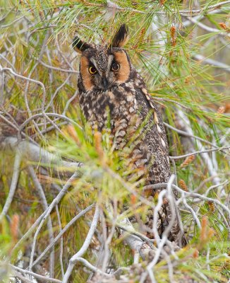 Long  eared owl