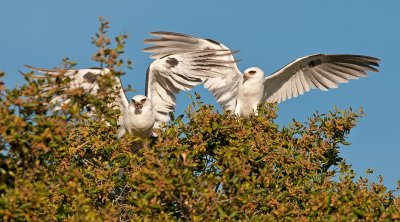 White tailed kites - pair