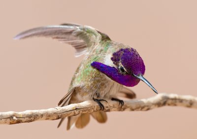 costa hummingbird