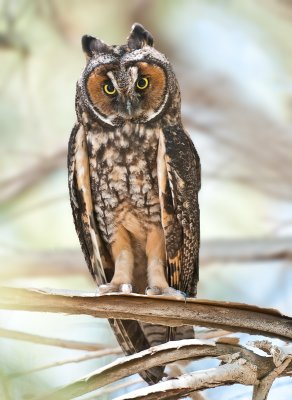 long eared owl