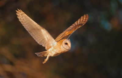 barnowl1.jpg