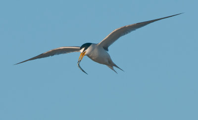 least tern