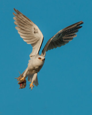 white tailed kite