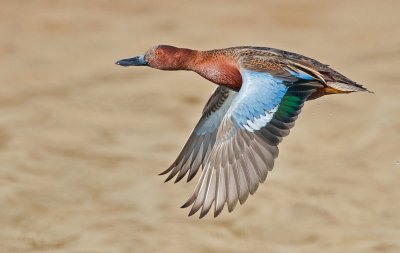 cinnamon teal