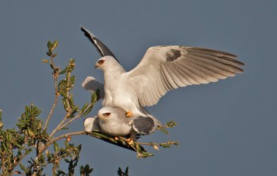 white tailed kites mating