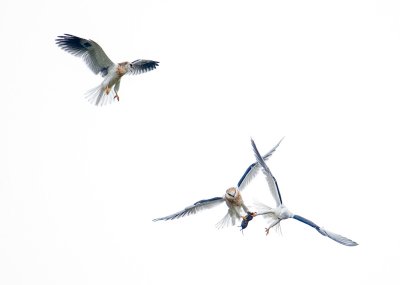 white tailed kite exchange