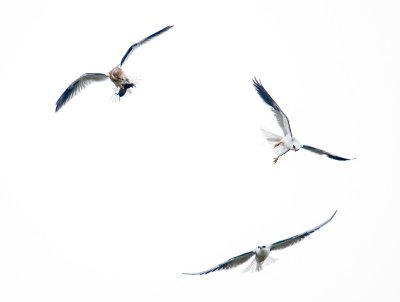 white tailed kites.  teaching jr how to do aerial exchanges