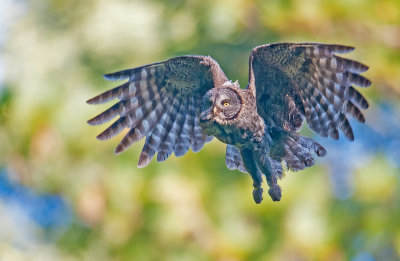 Great gray owl mom