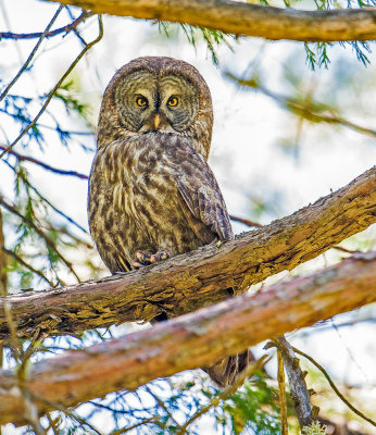 great gray owl adult