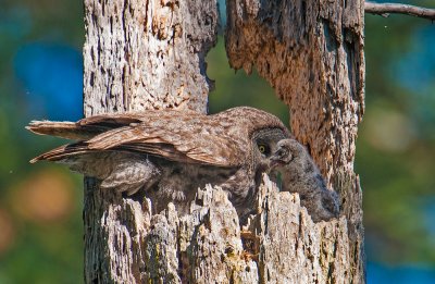great gray owl and chick