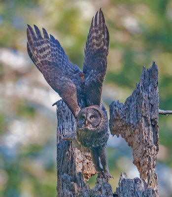 great gray owl launch