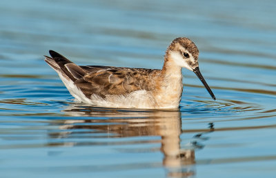 wilson's phalarope