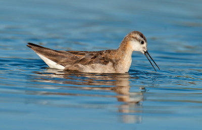 wilson's phalarope