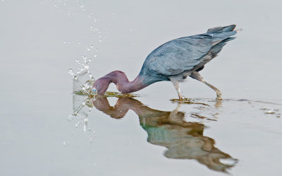 lil blue heron