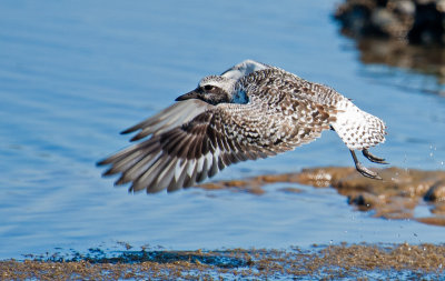 Black bellied plover