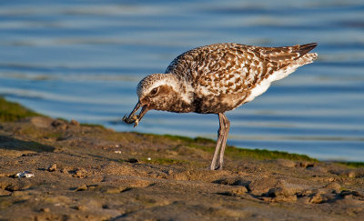 Black bellied plover with crab