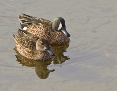 blue winged teals