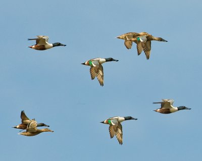 northern shovelers