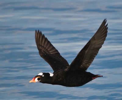 mr surf scoter