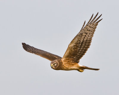 nothern harrier