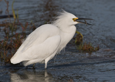 snowy egret eating sushi