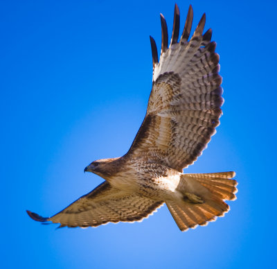 redtail hawk