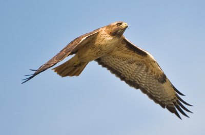 redtail hawk
