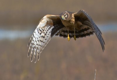 northern harrier