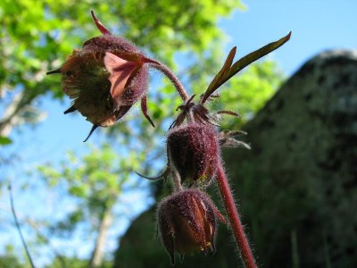 Humleblomster