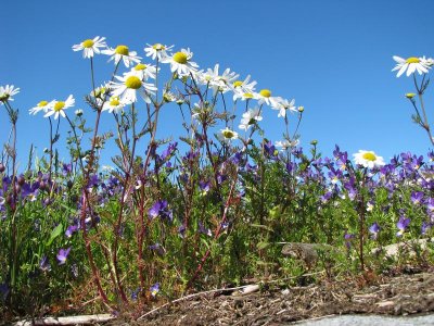 Baldersbr och Styvmorsviol