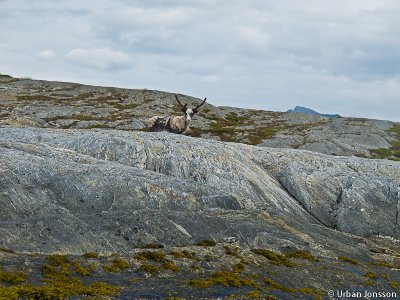 En ny upplevelse är att möta en ren i under paddlingen...