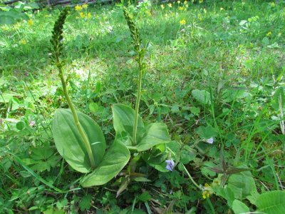 Tvblad  ( orkide)