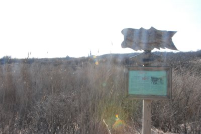 DSC_0137.JPG