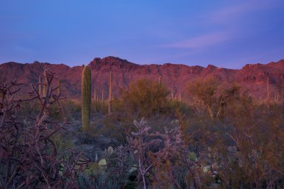 DESERT TWILIGHT