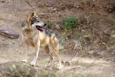 MEXICAN WOLF