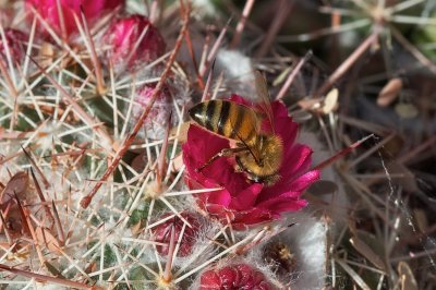 PINCUSHION CACTUS WITH BEE