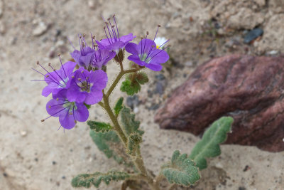 Blue Phacelia