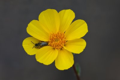 Coreopsis with Bee