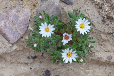 Desert Star