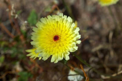 Desert Dandelion