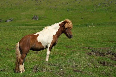 Icelandic Horse