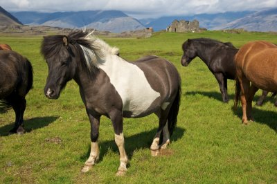 Icelandic Horses