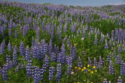 Lupins with Buttercups