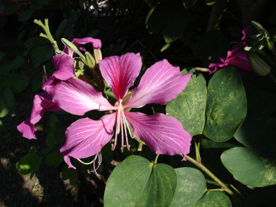 FLORA