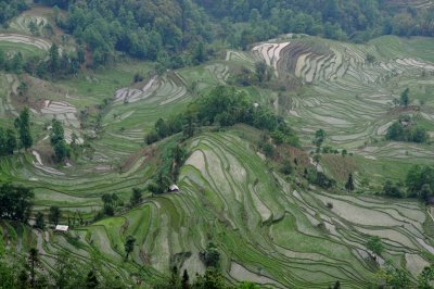 元陽梯田Yuanyang terraced fields 11