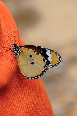 雲南Yunnan 11 - flowers and butterflies