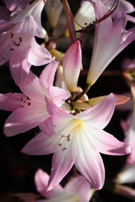 lily DSC_7447.JPG