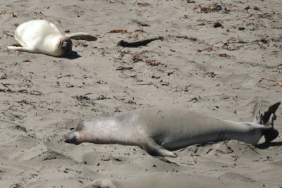 California coast elephant seals